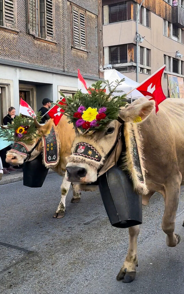 Alpabzug, Kerns Svájc, Alpine cattle descent, Switzerland 2023