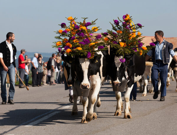 Désalpes de Semsales (FR) - Alpabzug Alpine cattle descent in Switzerland