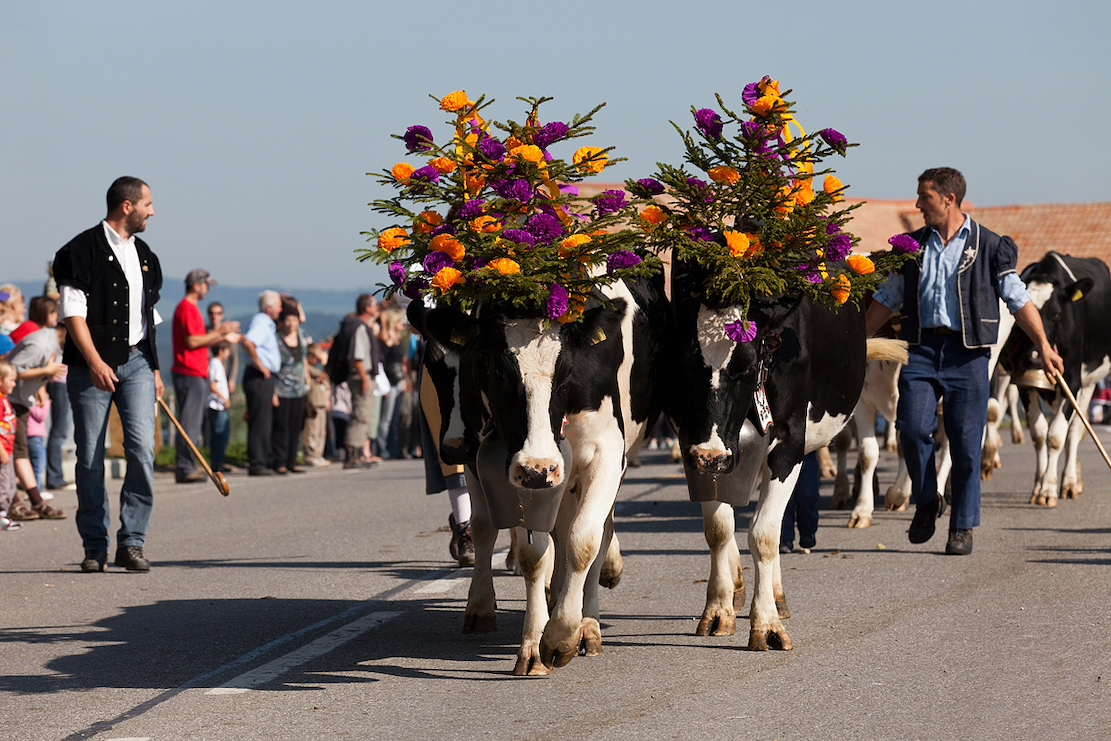 Désalpes de Semsales (FR) - Alpabzug Alpine cattle descent in Switzerland